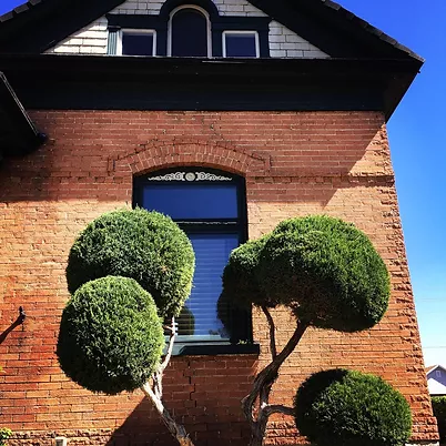 sassy grass img3
