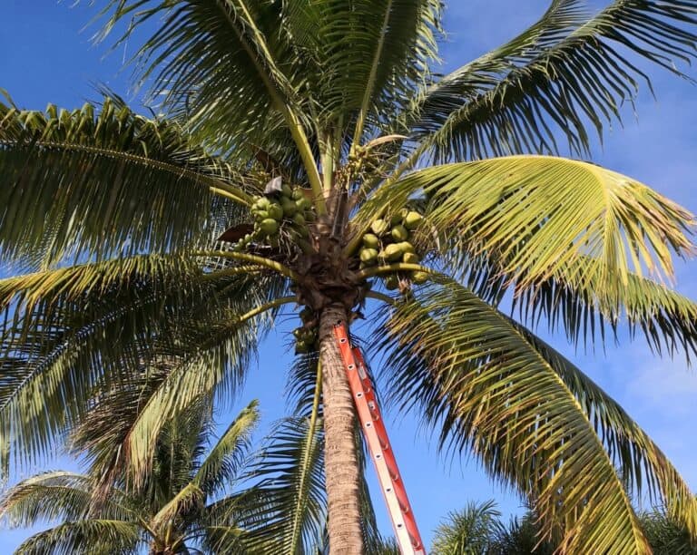 Coconut Removal Fort Lauderdale Tree Service image 3 768x612