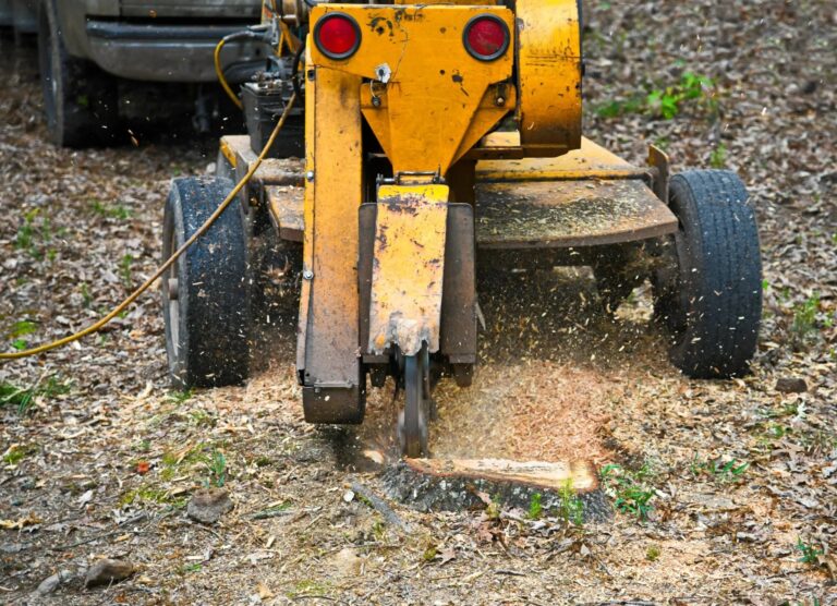Fort Lauderdale Tree Service Stump Grinding Dania Beach 1920w 768x556