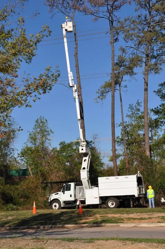 Fort Lauderdale Tree Service Tree image 2