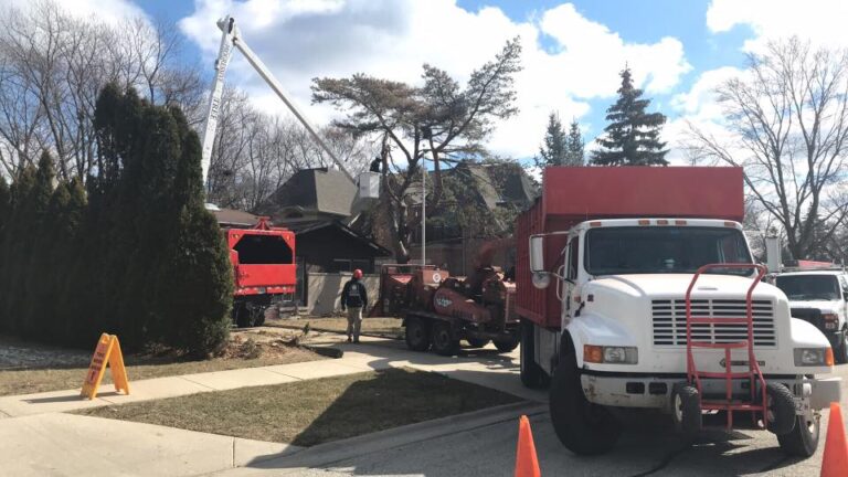residential tree service 768x432