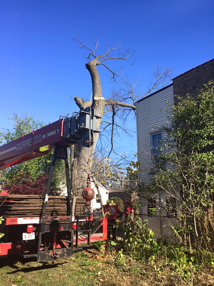 tree removal in Chicago