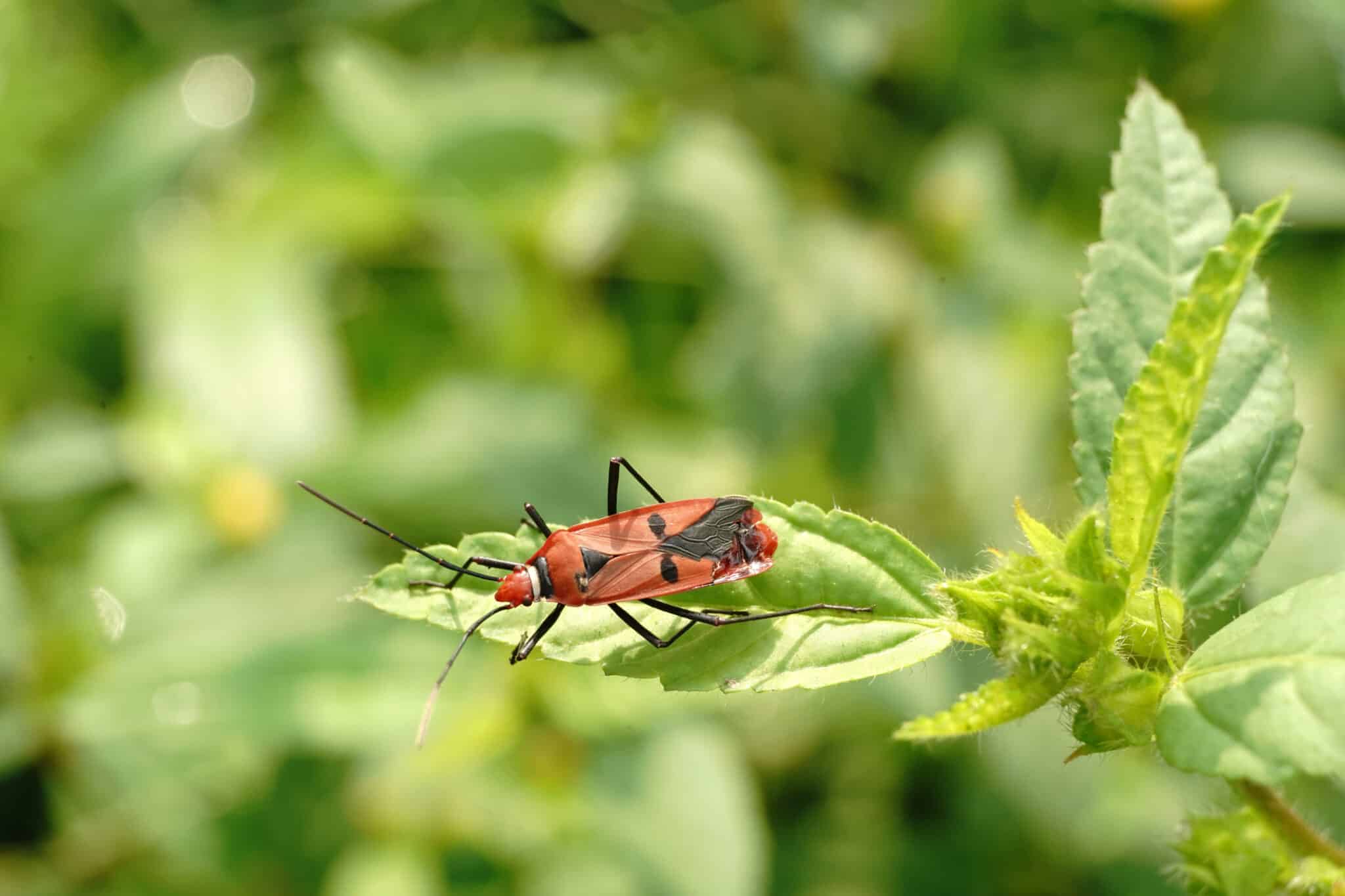 Preventive Measures for a Pest-Free Environment
