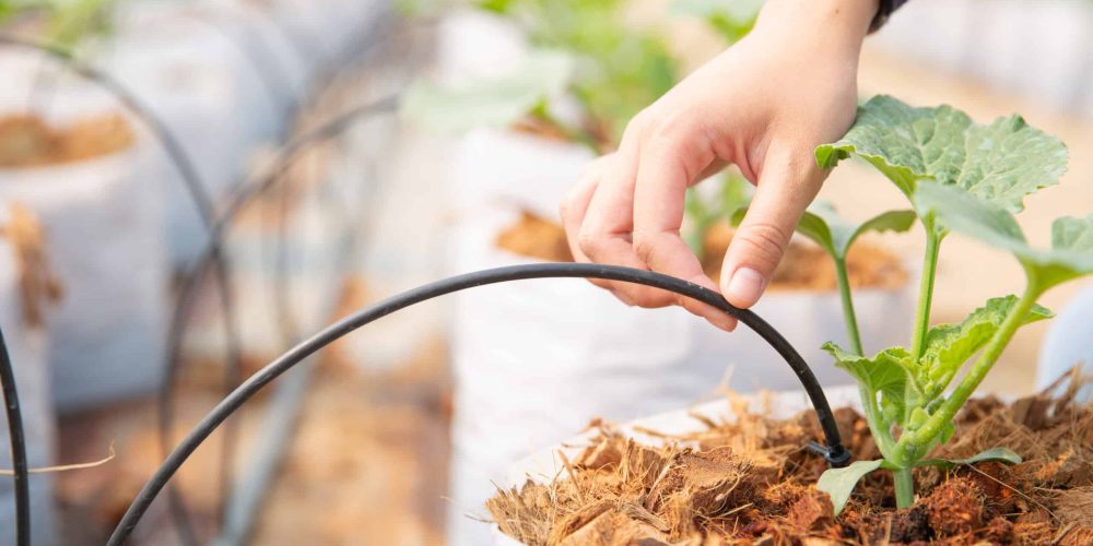 10 Essential Tips for a Picture-Perfect Lawn