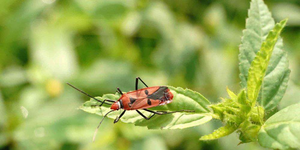 Preventive Measures for a Pest-Free Environment