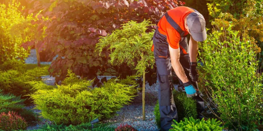 Professional Landscapers