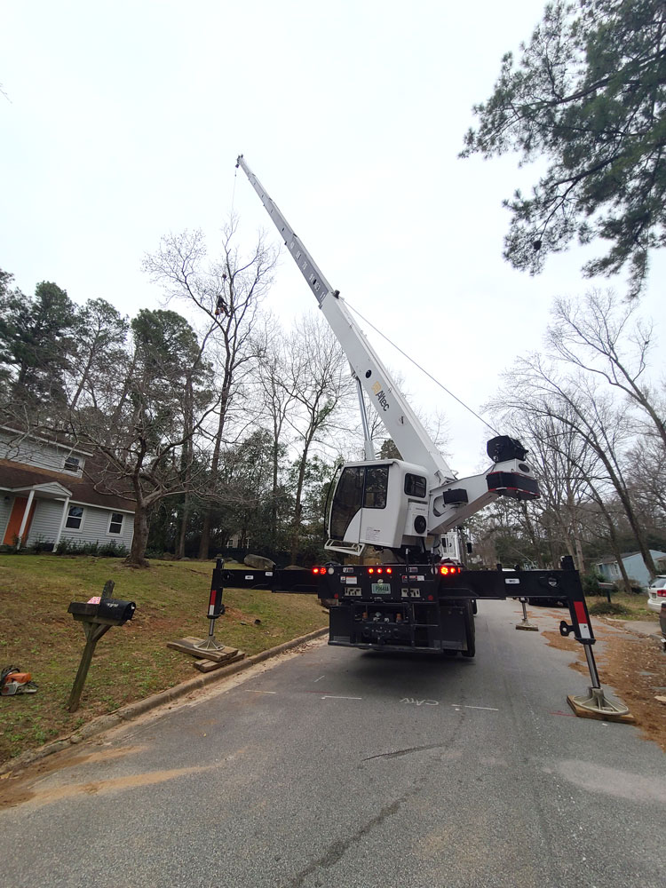 large crane work tree removal