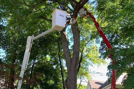 malcarne tree service arbor care pruning
