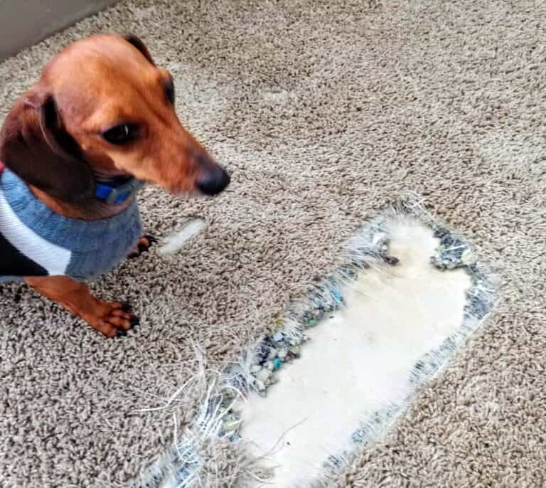 texas carpet repair plano 2