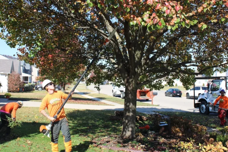 tree trimming ohio 768x512