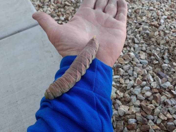 urban desert pest control phoenix 5